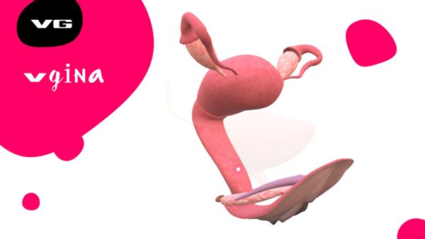 3D model of the uterus, ovaries and vagina
